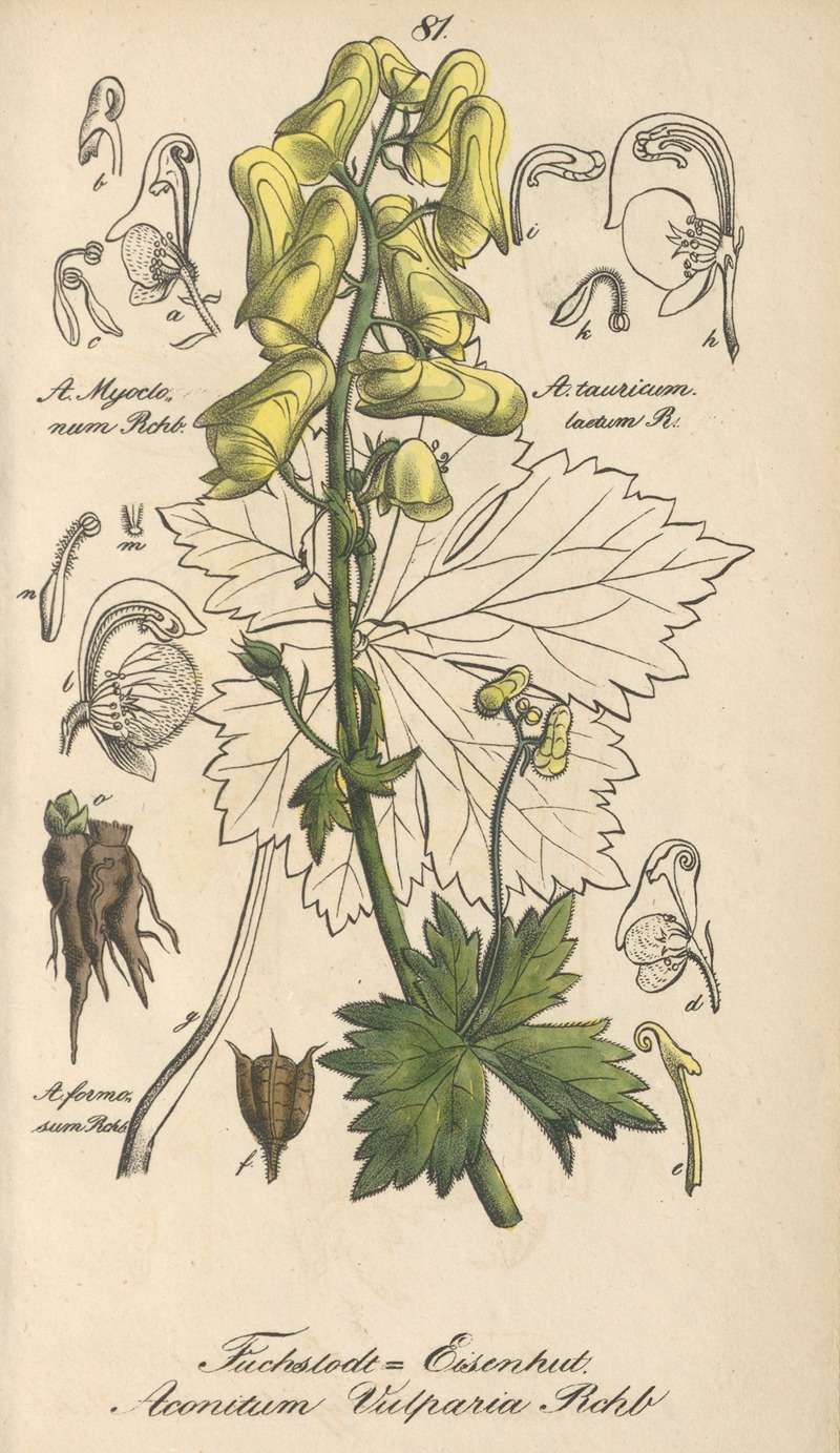 Aconitum vulparia by Eduard Winkler, 1831 — digital art print download