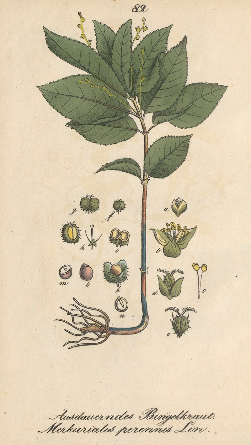 Mercurialis perennis by Eduard Winkler, 1831 — digital art print download