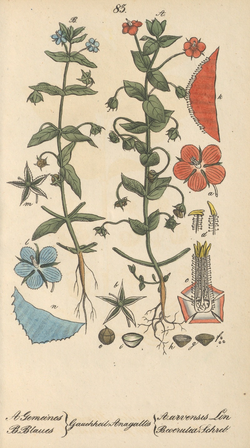 Anagallis arvensis by Eduard Winkler, 1831 — digital art print download