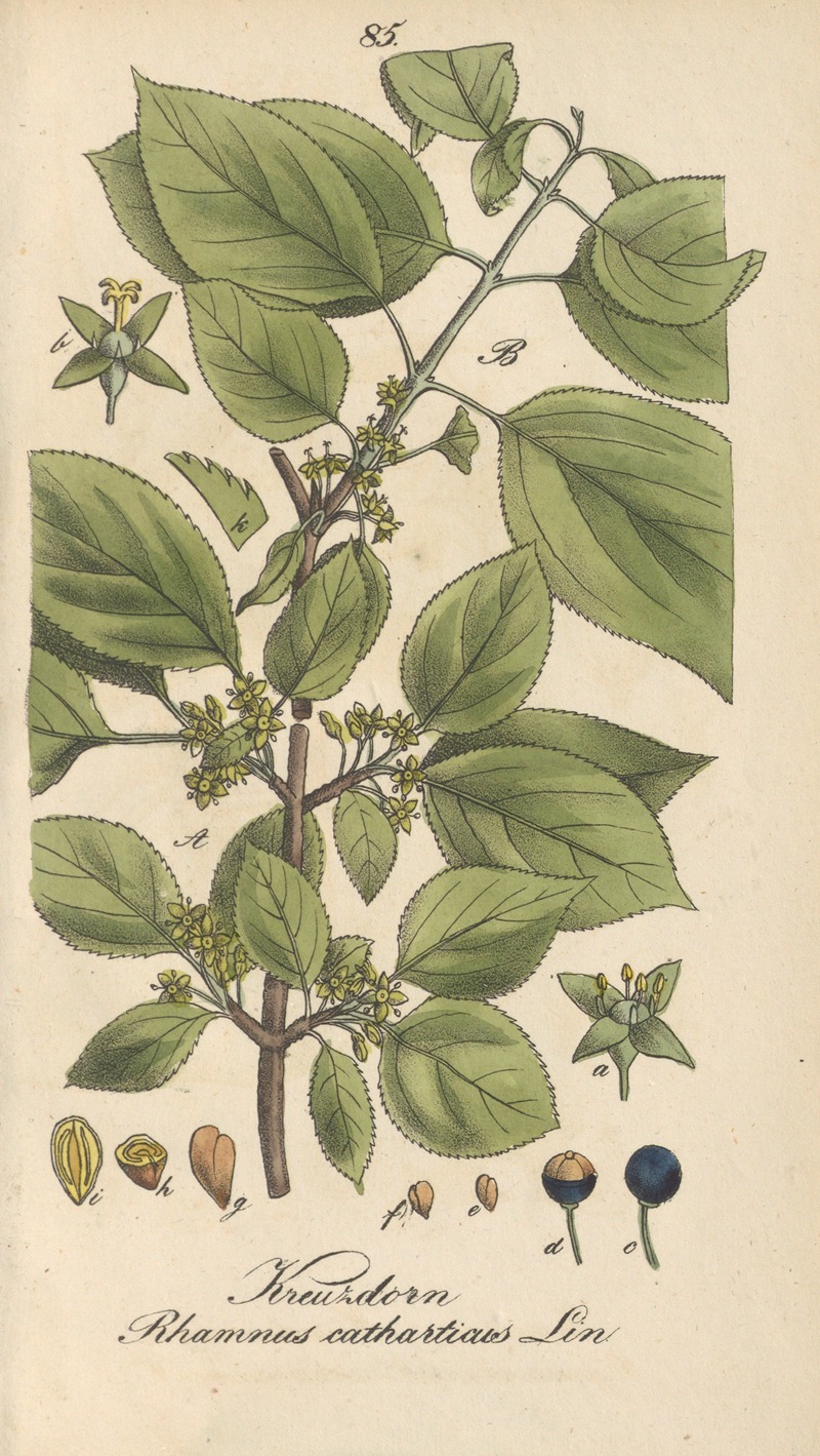 Rhamnus cathartica by Eduard Winkler, 1831 — digital art print download