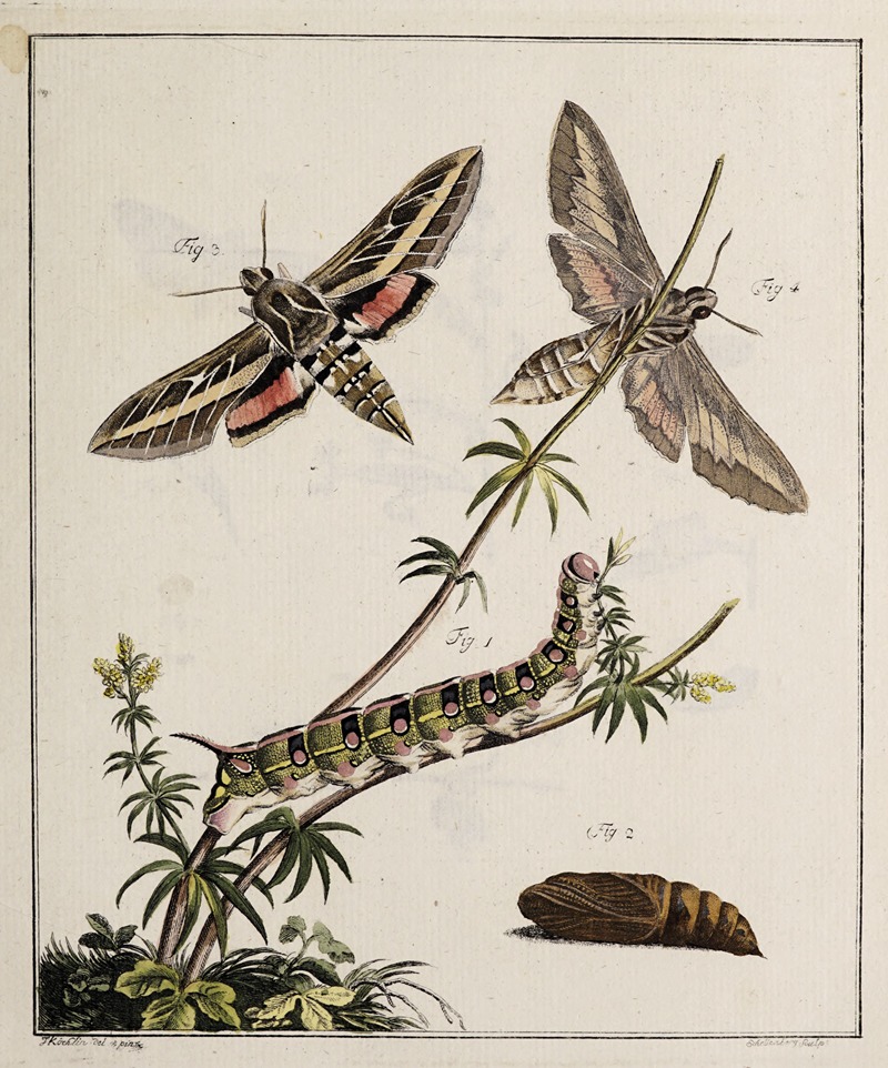Archives de l'histoire des insectes Pl.04 — Johann Caspar Fuessli