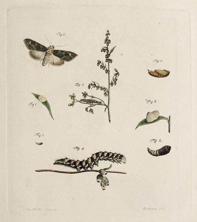 Archives de l'histoire des insectes Pl.05 — Johann Caspar Fuessli