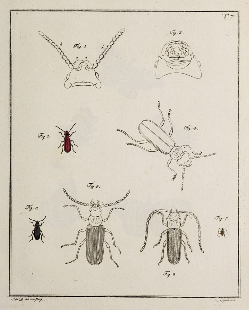 Archives de l'histoire des insectes Pl.07 — Johann Caspar Fuessli