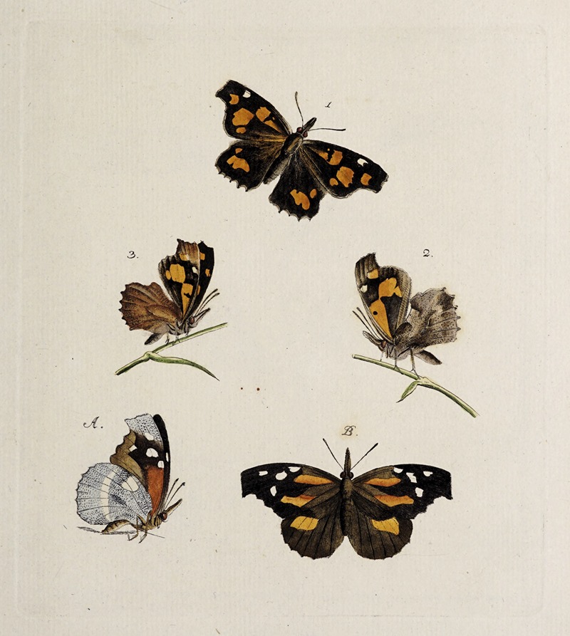 Archives de l'histoire des insectes Pl.08 — Johann Caspar Fuessli
