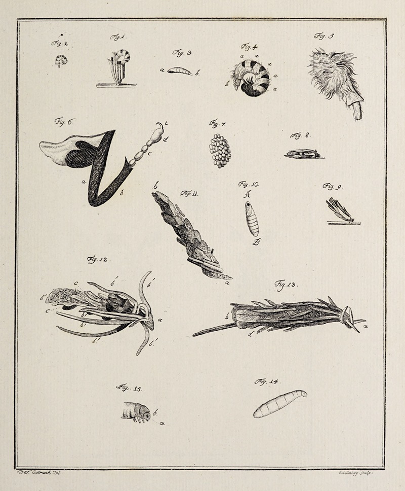 Archives de l'histoire des insectes Pl.12 — Johann Caspar Fuessli
