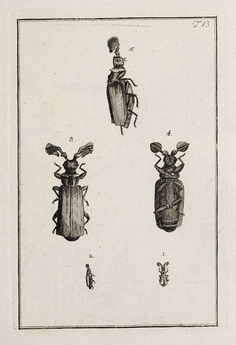 Archives de l'histoire des insectes Pl.13 — Johann Caspar Fuessli