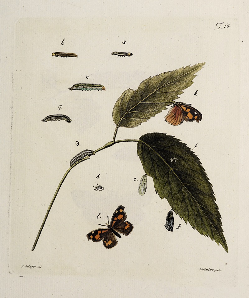 Archives de l'histoire des insectes Pl.14 — Johann Caspar Fuessli