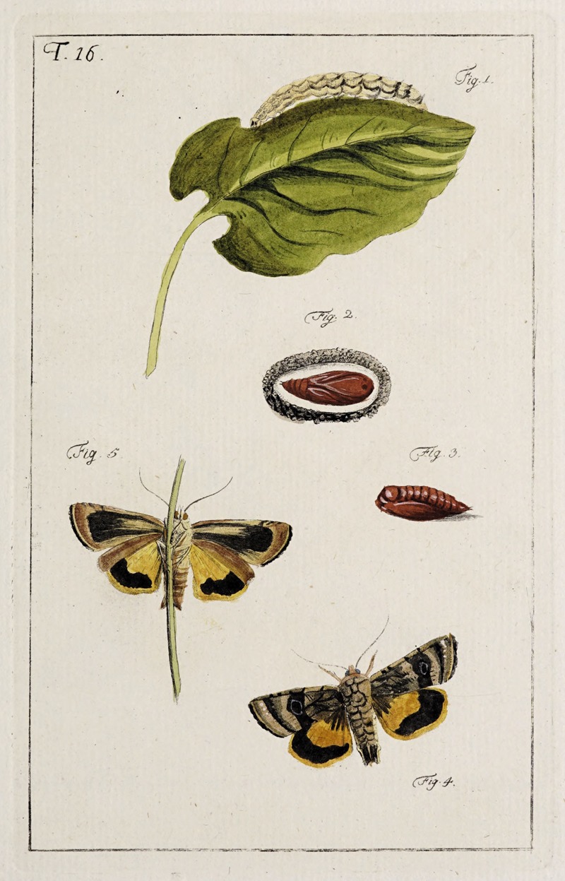 Archives de l'histoire des insectes Pl.16 — Johann Caspar Fuessli
