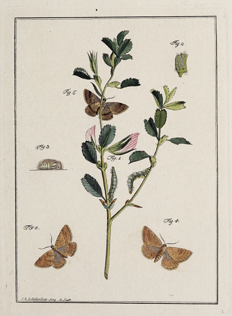 Archives de l'histoire des insectes Pl.17 — Johann Caspar Fuessli