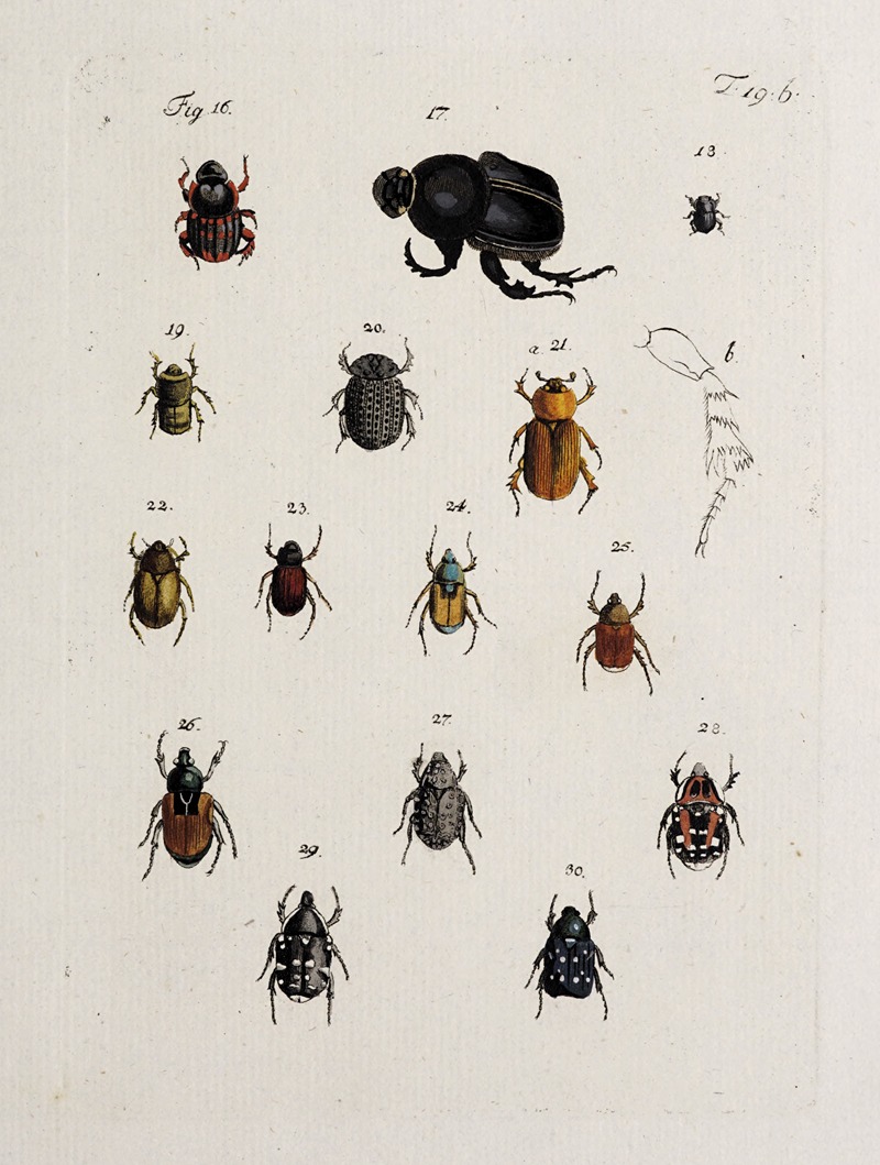 Archives de l'histoire des insectes Pl.20 — Johann Caspar Fuessli