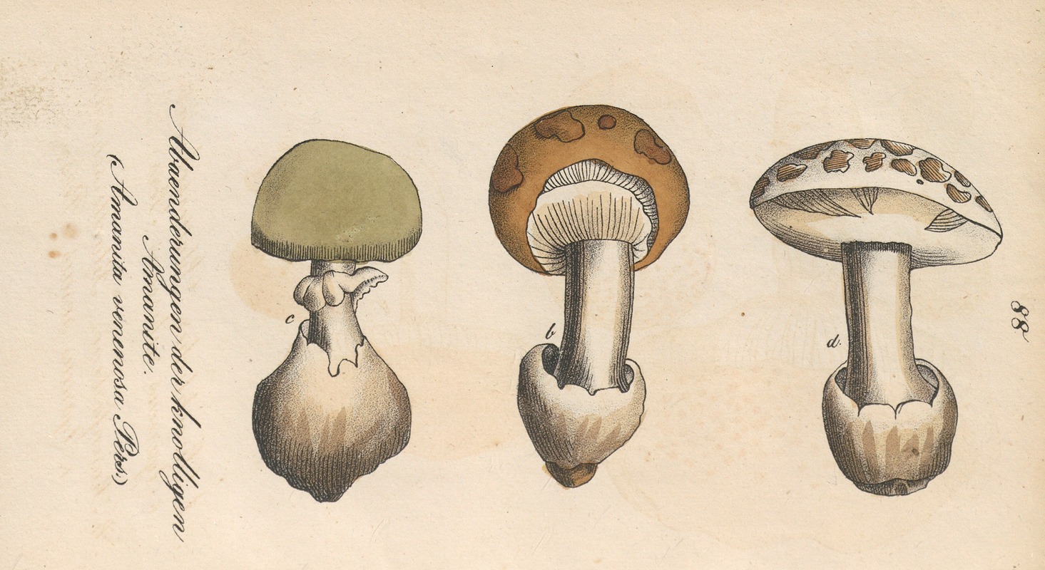 Amanita venenosa — Eduard Winkler