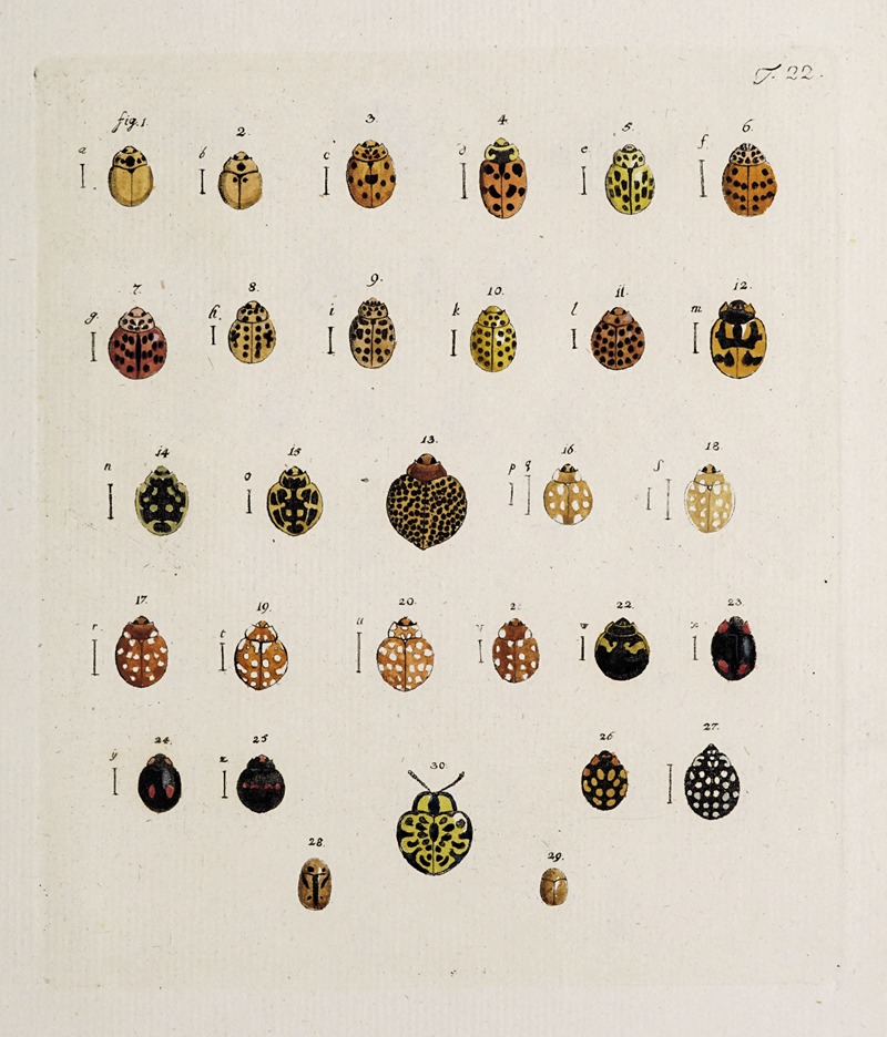 Archives de l'histoire des insectes Pl.23 — Johann Caspar Fuessli
