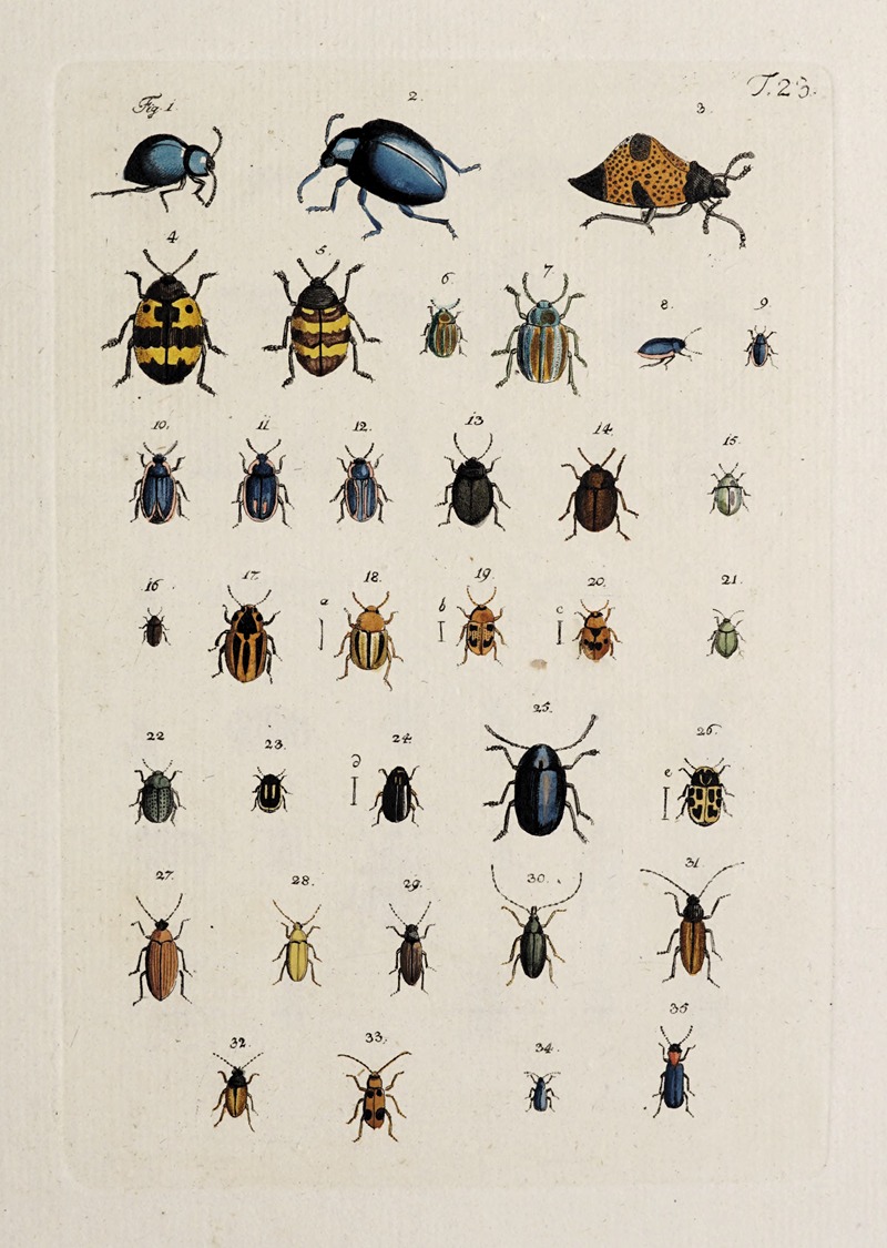 Archives de l'histoire des insectes Pl.24 — Johann Caspar Fuessli