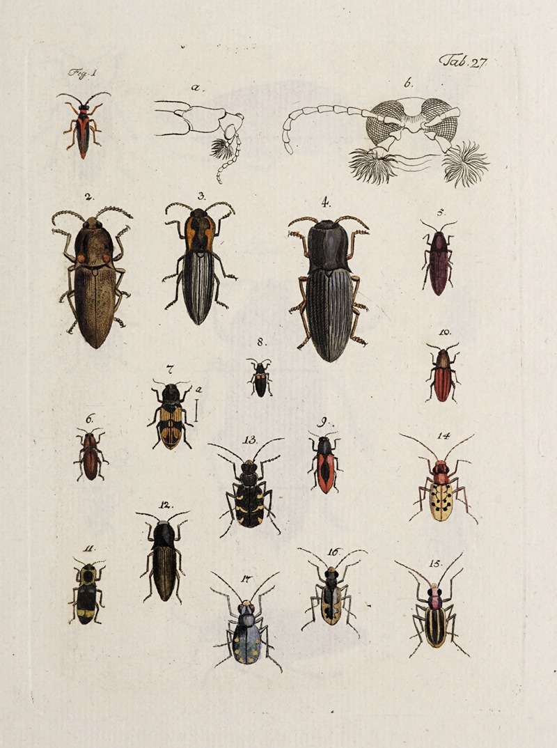 Archives de l'histoire des insectes Pl.28 — Johann Caspar Fuessli