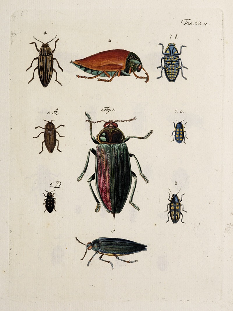Archives de l'histoire des insectes Pl.29 — Johann Caspar Fuessli