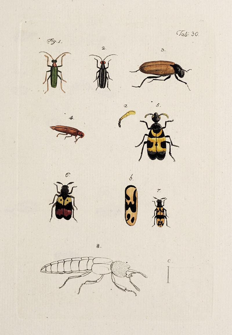 Archives de l'histoire des insectes Pl.32 — Johann Caspar Fuessli