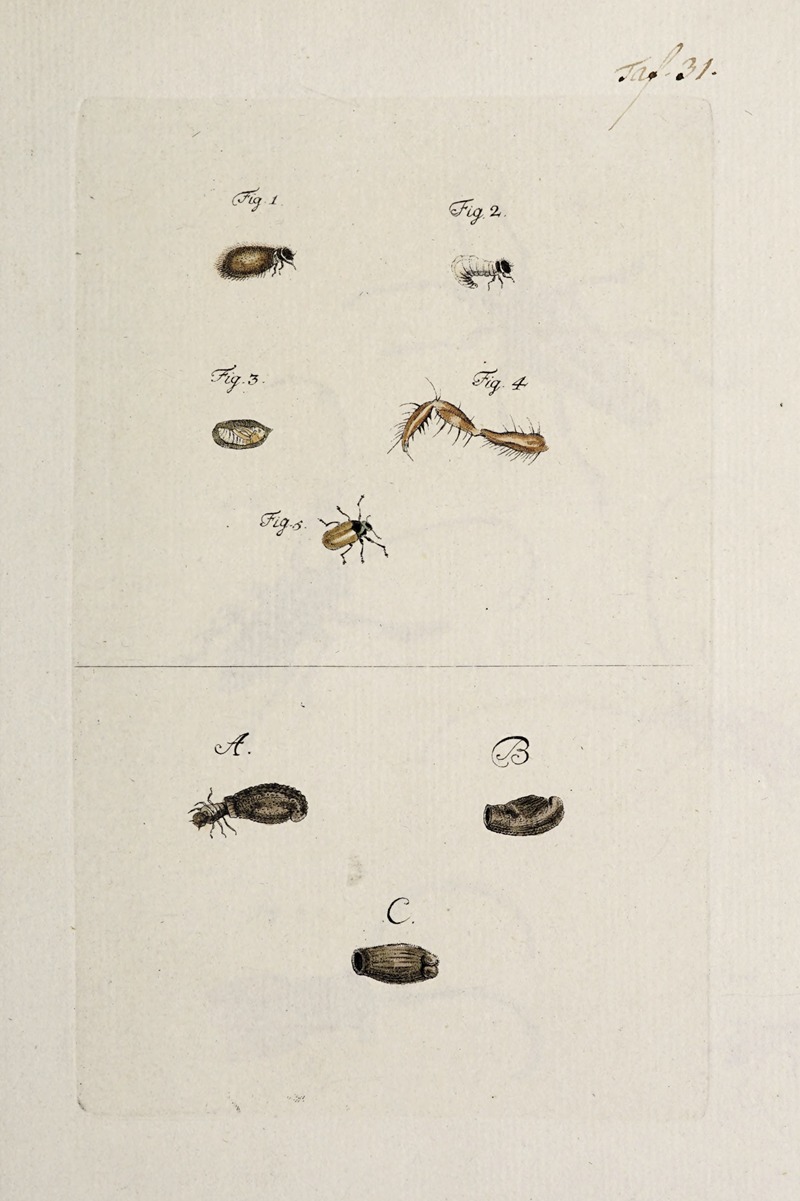 Archives de l'histoire des insectes Pl.33 — Johann Caspar Fuessli