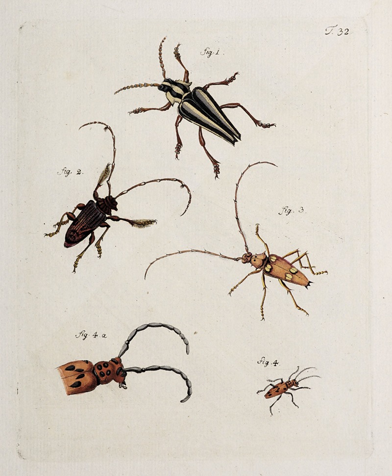 Archives de l'histoire des insectes Pl.34 — Johann Caspar Fuessli