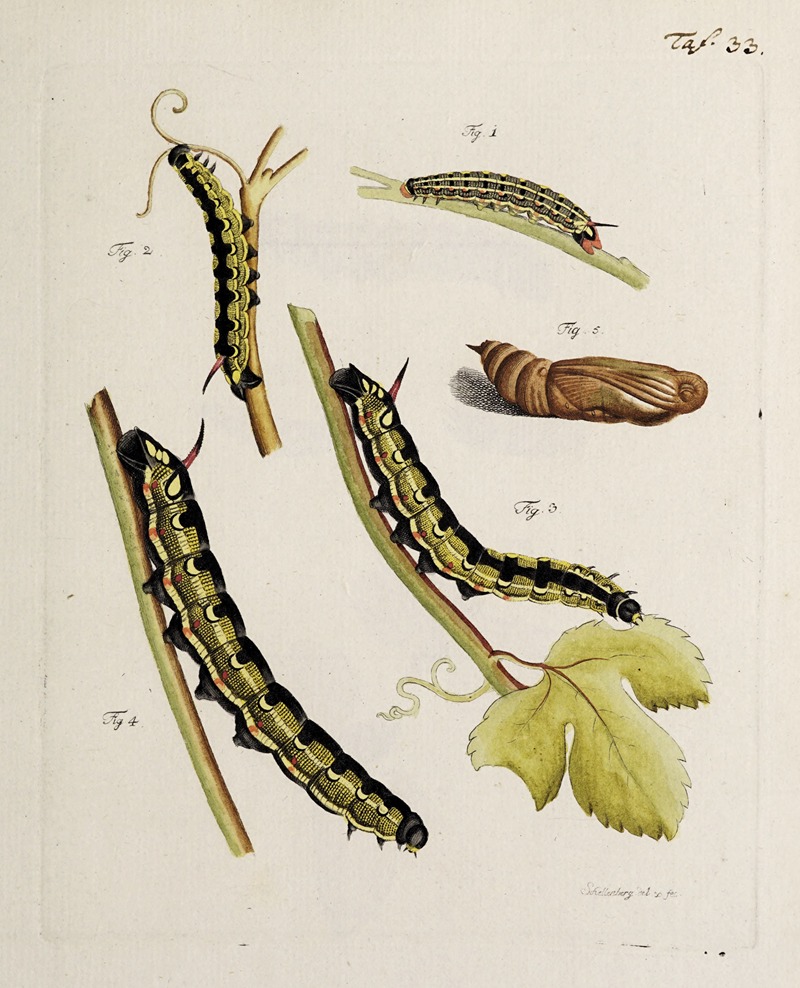 Archives de l'histoire des insectes Pl.35 — Johann Caspar Fuessli