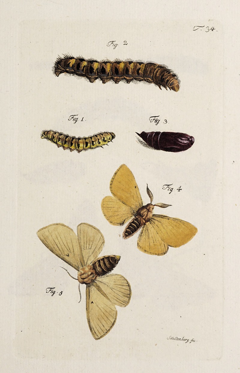 Archives de l'histoire des insectes Pl.36 — Johann Caspar Fuessli