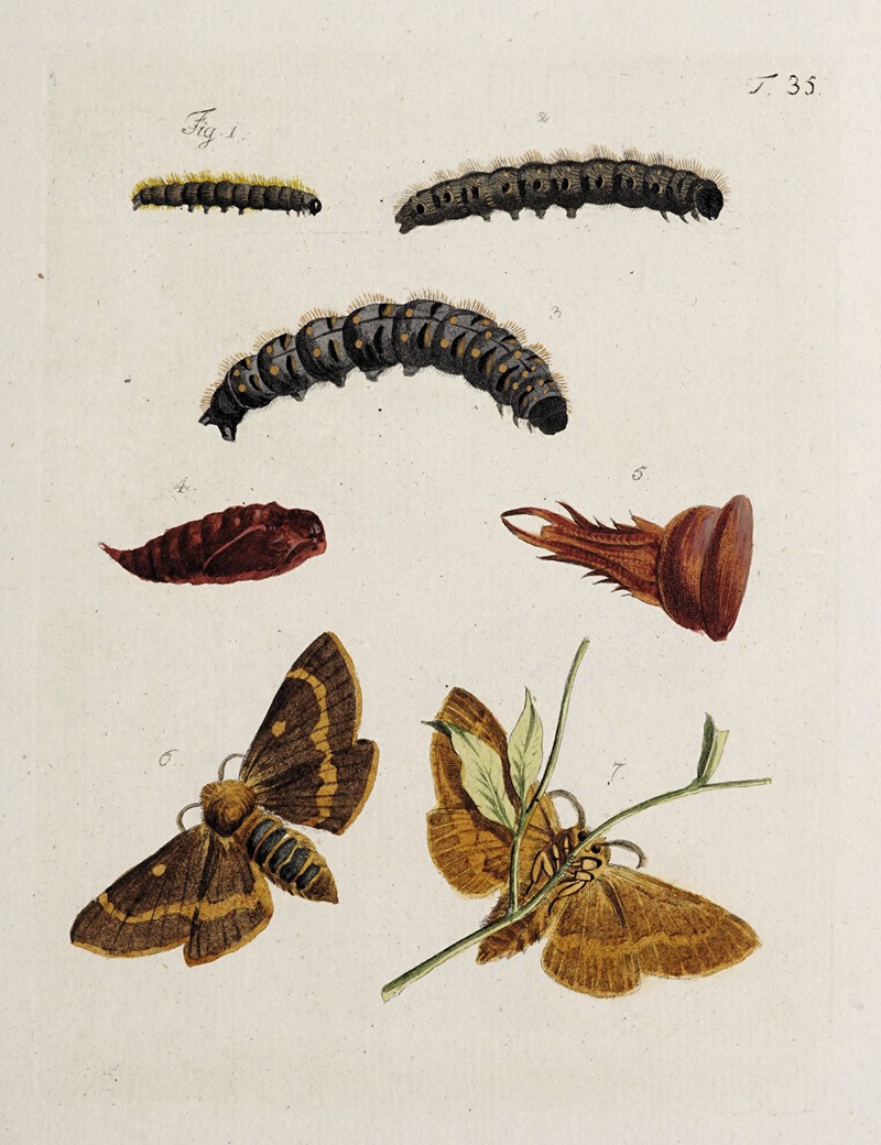 Archives de l'histoire des insectes Pl.37 — Johann Caspar Fuessli
