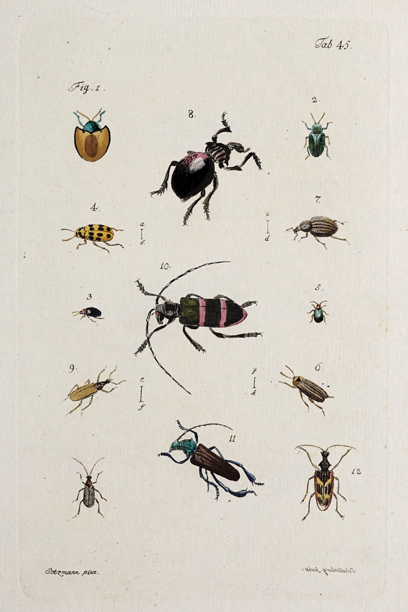 Archives de l'histoire des insectes Pl.40 — Johann Caspar Fuessli