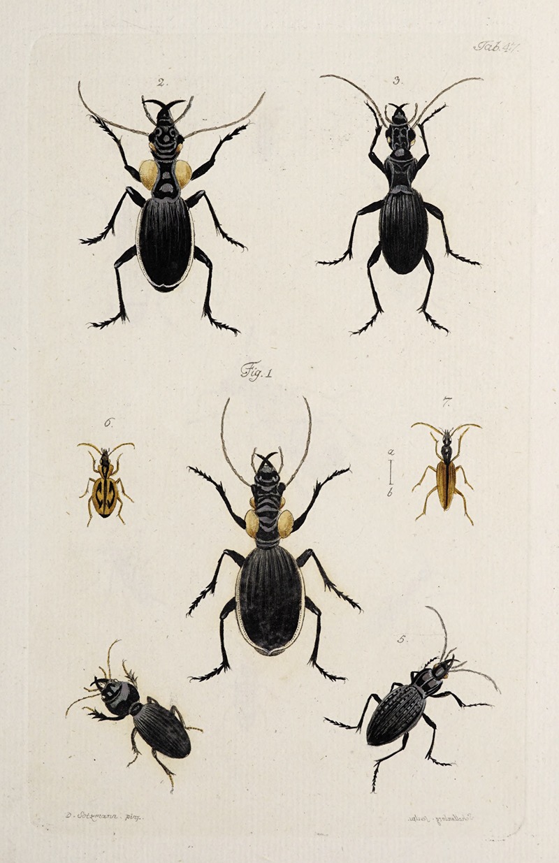 Archives de l'histoire des insectes Pl.42 — Johann Caspar Fuessli