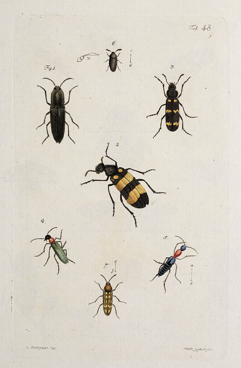 Archives de l'histoire des insectes Pl.43 — Johann Caspar Fuessli