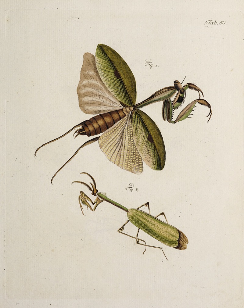 Archives de l'histoire des insectes Pl.45 — Johann Caspar Fuessli