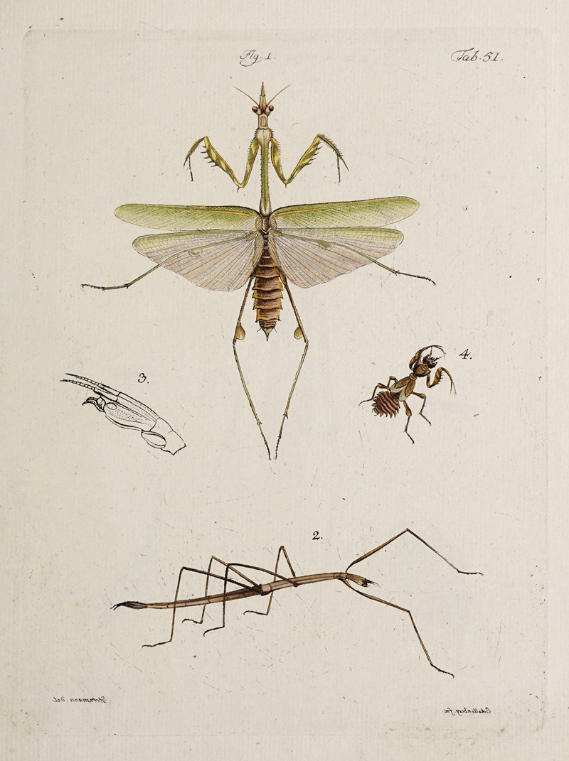 Archives de l'histoire des insectes Pl.46 — Johann Caspar Fuessli