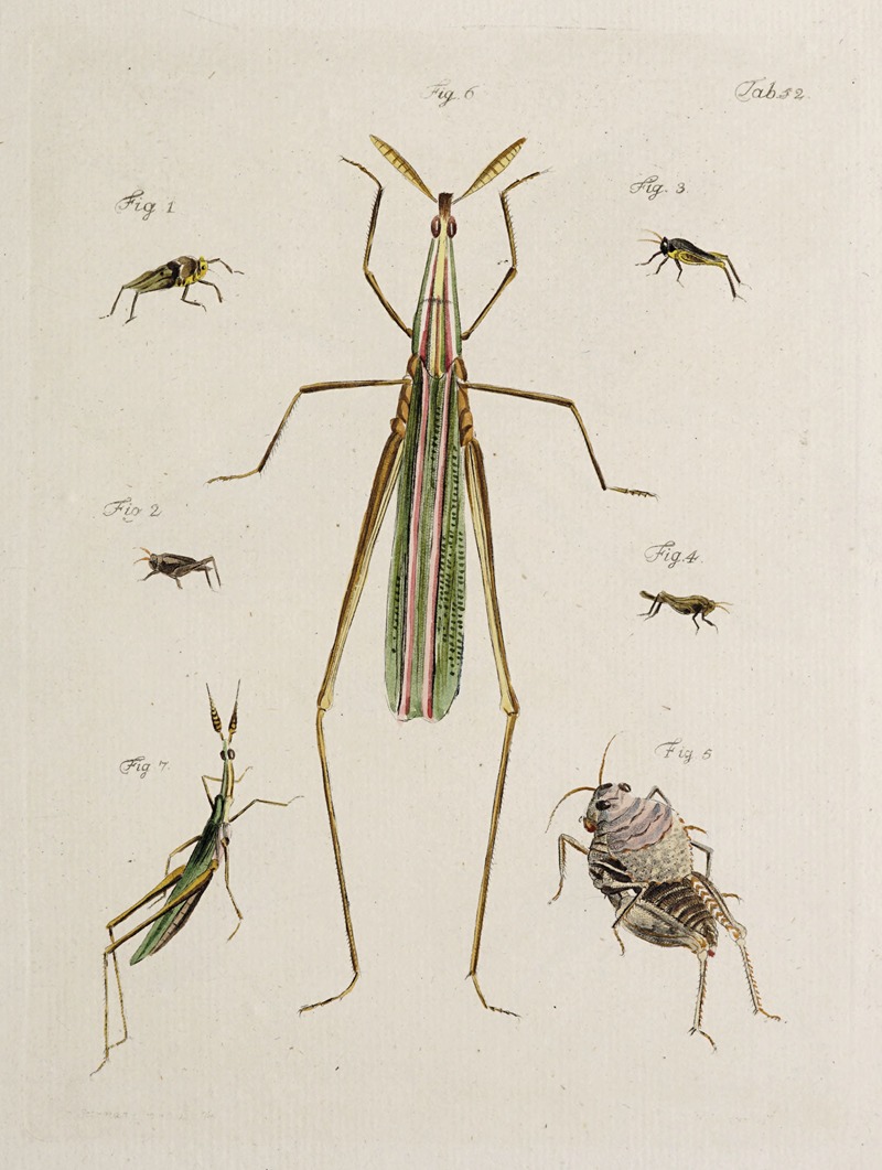 Archives de l'histoire des insectes Pl.47 — Johann Caspar Fuessli