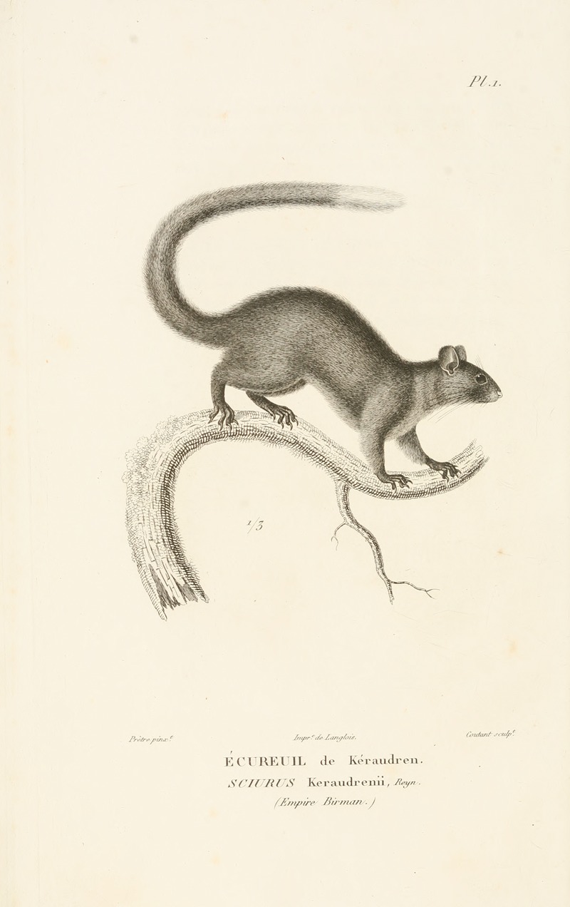 Centurie zoologique Pl.01 by René-Primevère Lesson, 1830-1832 — digital art print download