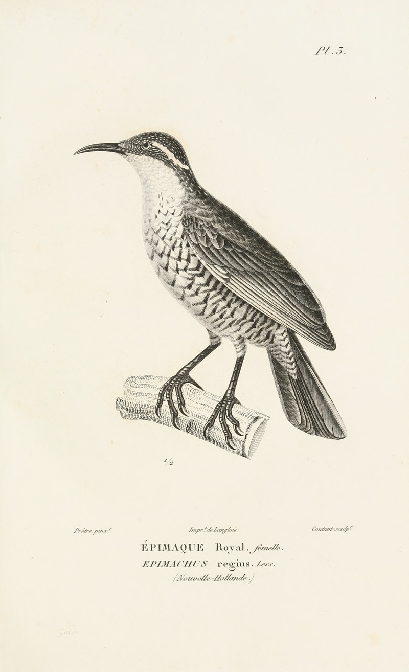 Centurie zoologique Pl.03 — René-Primevère Lesson