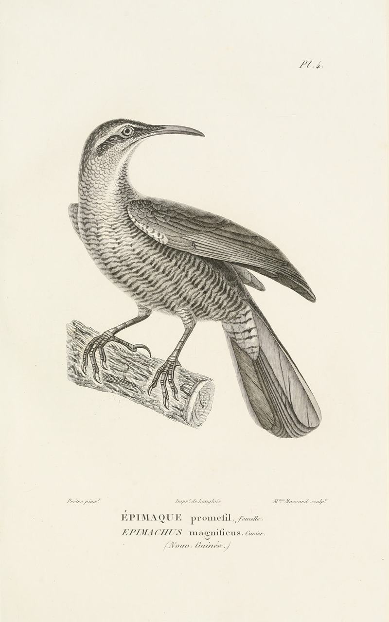 Centurie zoologique Pl.04 by René-Primevère Lesson, 1830-1832 — digital art print download