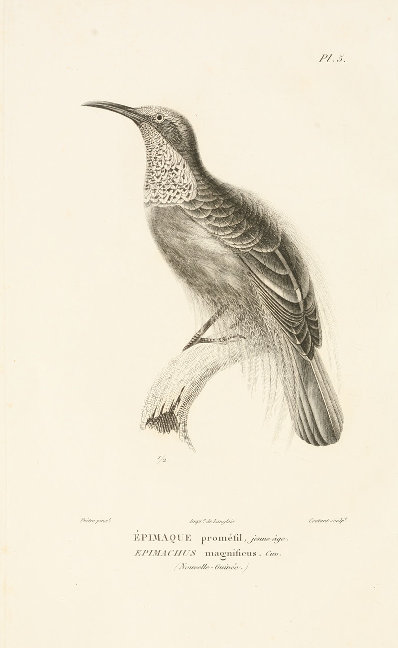 Centurie zoologique Pl.05 — René-Primevère Lesson