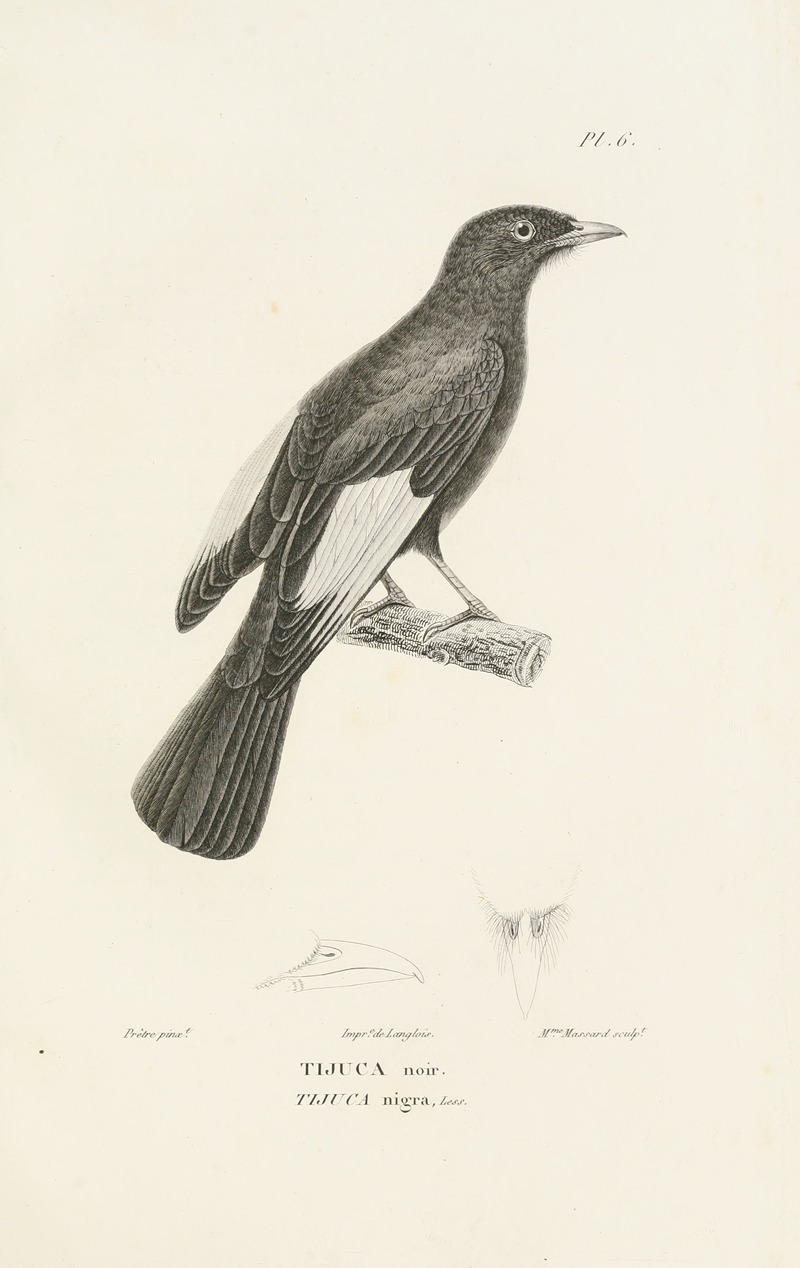 Centurie zoologique Pl.06 — René-Primevère Lesson