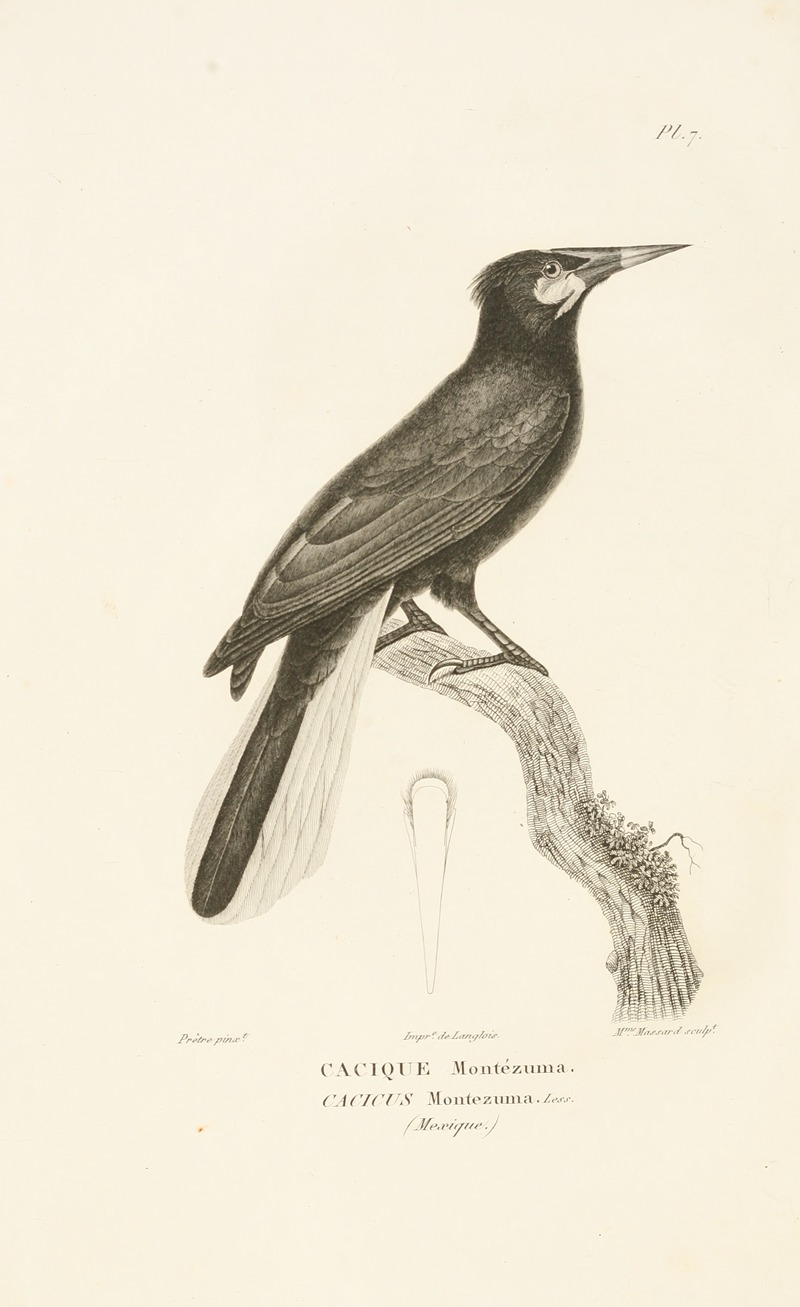 Centurie zoologique Pl.07 by René-Primevère Lesson, 1830-1832 — digital art print download