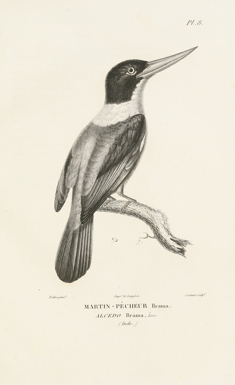 Centurie zoologique Pl.08 by René-Primevère Lesson, 1830-1832 — digital art print download