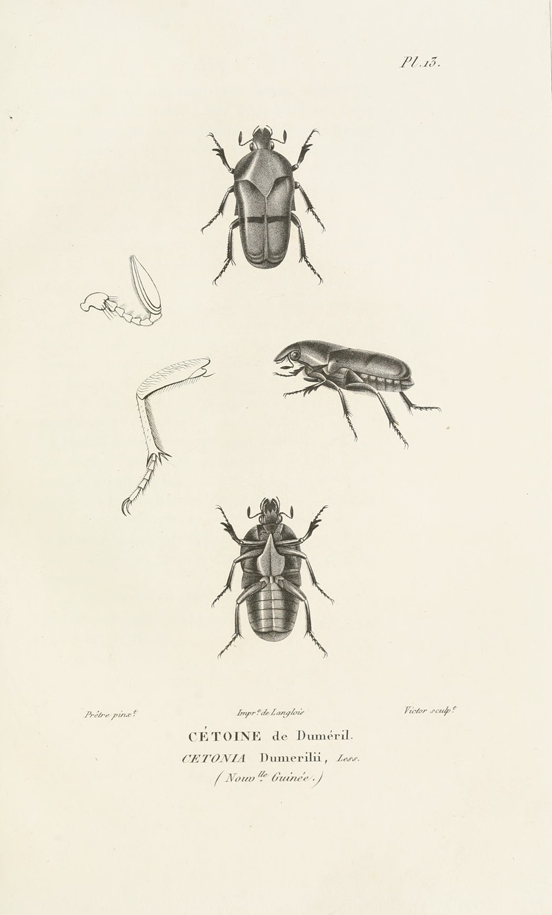 Centurie zoologique Pl.13 — René-Primevère Lesson
