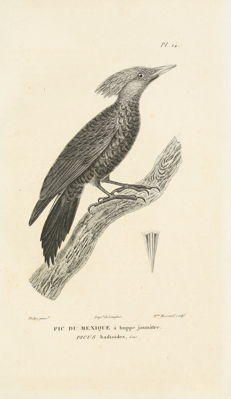 Centurie zoologique Pl.14 — René-Primevère Lesson
