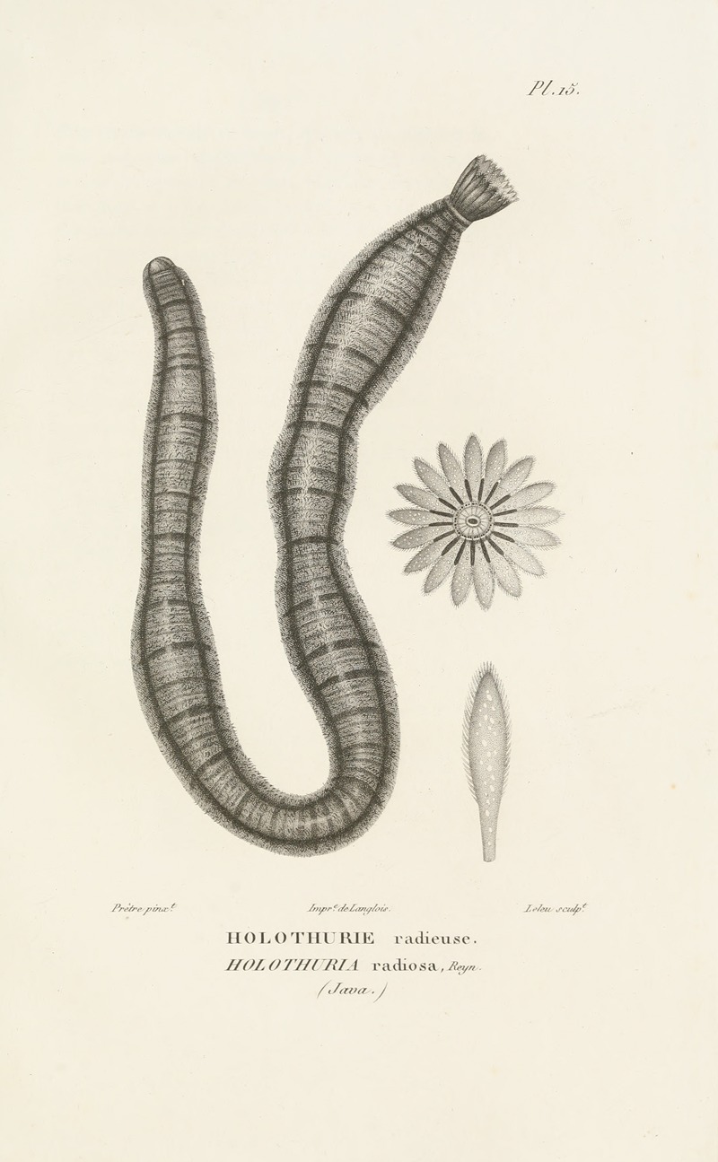 Centurie zoologique Pl.15 — René-Primevère Lesson