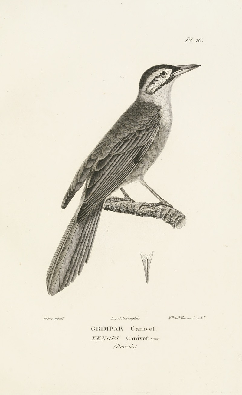 Centurie zoologique Pl.16 — René-Primevère Lesson