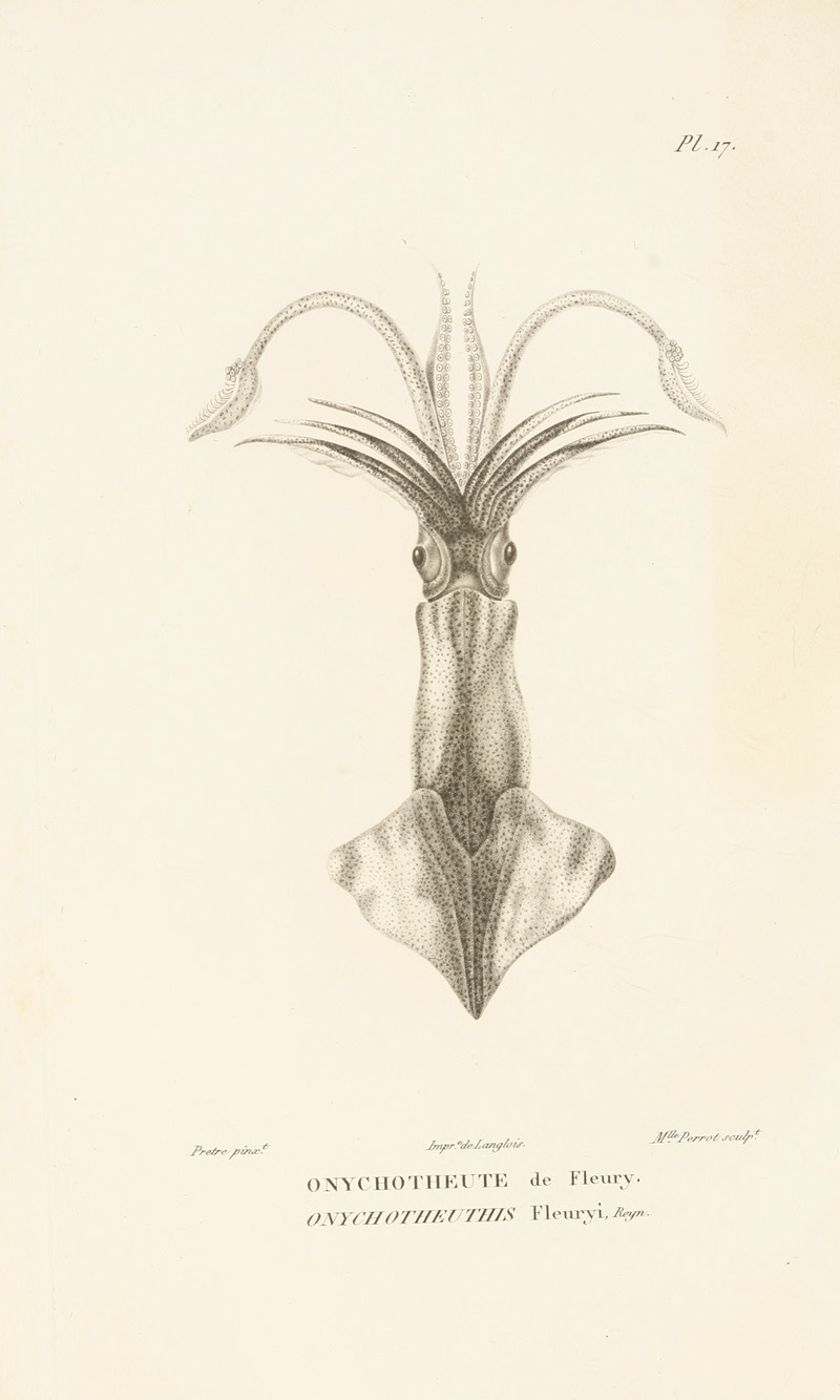 Centurie zoologique Pl.17 — René-Primevère Lesson