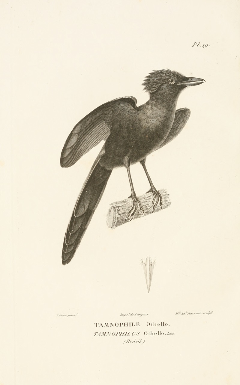 Centurie zoologique Pl.19 — René-Primevère Lesson