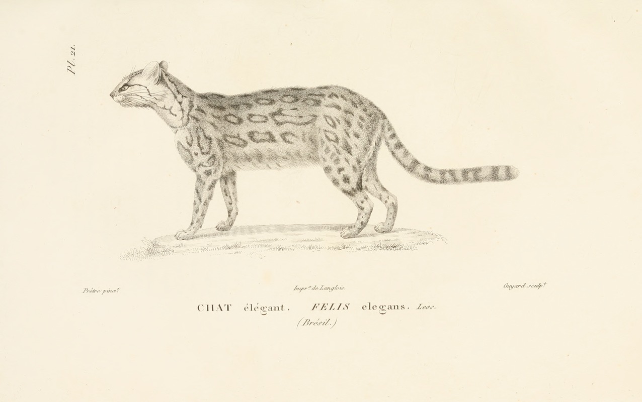 Centurie zoologique Pl.21 — René-Primevère Lesson