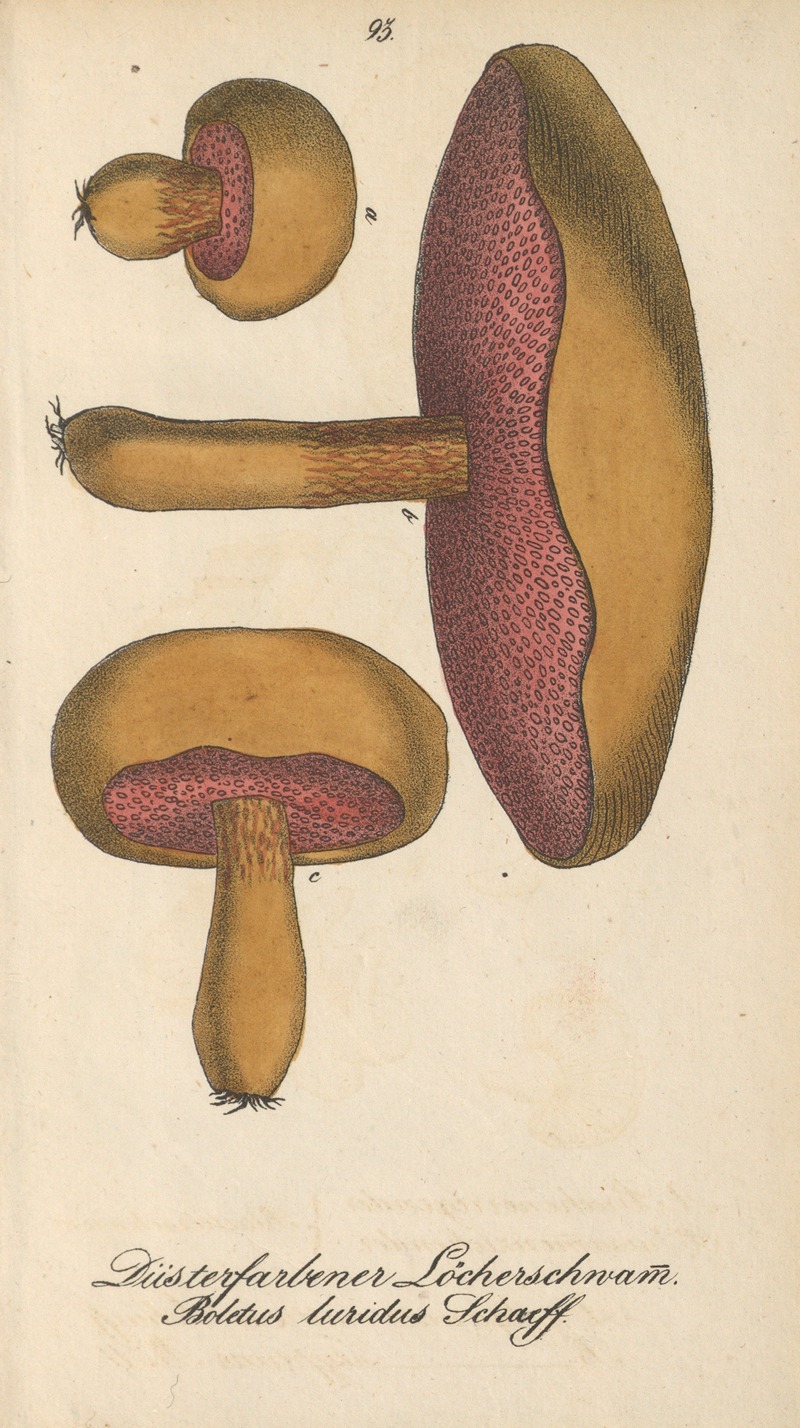 Boletus luridus by Eduard Winkler, 1831 — digital art print download