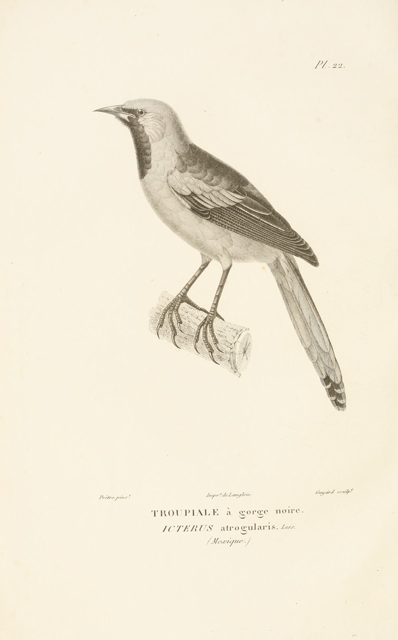 Centurie zoologique Pl.22 — René-Primevère Lesson