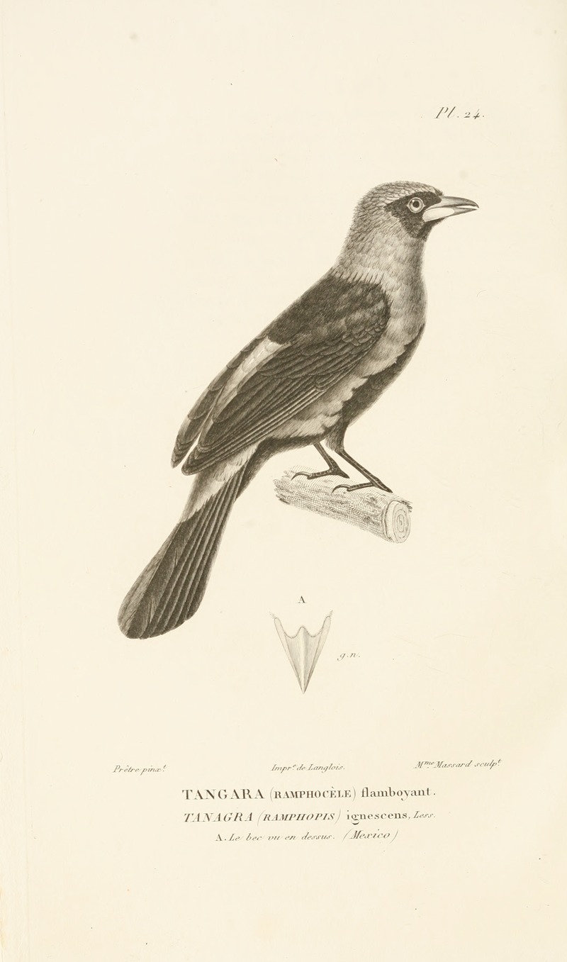 Centurie zoologique Pl.24 — René-Primevère Lesson