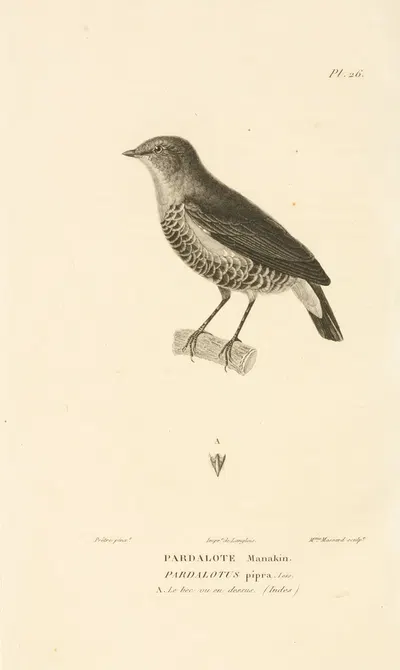 Centurie zoologique Pl.26 by René-Primevère Lesson, 1830-1832 — digital art print download
