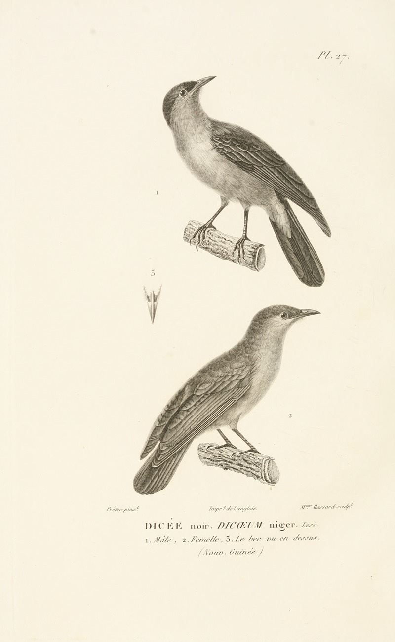 Centurie zoologique Pl.27 — René-Primevère Lesson